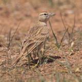 Greater short-toed lark (calandrella brachydactyla), Chenini, Tunisia, April 2012