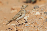 Greater short-toed lark (calandrella brachydactyla), Chenini, Tunisia, April 2012