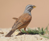 House bunting (emberiza sahari), Chenini, Tunisia, April 2012
