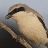 Desert grey shrike (lanius elegans elegans/algeriensis), Djerba, Tunisia, April 2012