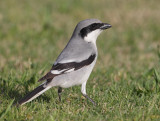 Desert grey shrike (lanius elegans elegans/algeriensis), Djerba, Tunisia, April 2012
