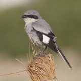 Desert grey shrike (lanius elegans algeriensis), Djerba, Tunisia, April 2012