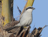 Desert grey shrike (lanius elegans algeriensis), Djerba, Tunisia, April 2012