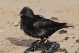 Spotless starling (sturnus unicolor), Djerba, Tunisia, April 2012