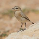 Northern wheatear (oenanthe oenanthe), Tatouine, Tunisia, April 2012