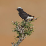 White-crowned wheatear, white-crowned black wheatear (oenanthe leucopyga), Ksar Ghilane, Tunisia, April 2012