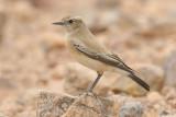 Desert wheatear (oenanthe deserti), Piges, Greece, September 2008 