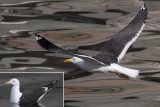 Lesser black-backed gull, Baltic gull (larus fuscus fuscus (?)), Stockholm, Sweden, June 2012