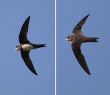 Alpine swift (tachymarptis melba, apus melba), Echandens, Switzerland, July 2012 