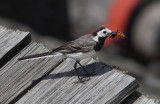 White wagtail (motacilla alba), Ayer, Switzerland, August 2012