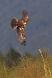 Marsh harrier (circus aeruginosus), Cuarnens, Switzerland, August 2012