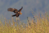 Marsh harrier (circus aeruginosus), Cuarnens, Switzerland, August 2012