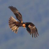 Marsh harrier (circus aeruginosus), Cuarnens, Switzerland, August 2012