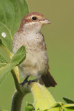 Red-backed shrike (lanius collurio), Aclens, Switzerland, August 2012