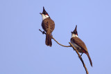 Red-whiskered bulbul (pycnonotus jocosus) ºì¶úðÇ