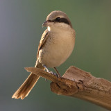 Brown shrike (lanius cristatus) β
