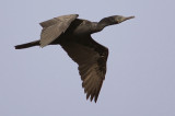 Indian Cormorant (phalacrocorax fuscicollis) ӡ