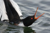 Red-breasted merganser (mergus serrator), Saint-Prex, Switzerland, January 2008