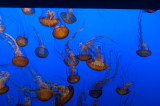 _DSC1290 Jellyfish Monterey Bay Aquarium reduced.jpg