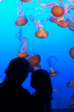 _DSC1294 Addison  Jan Lkg at Jellyfish Monterey Bay Aquarium reduced.jpg