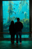 _DSC1378 Cynthia  Mike Big Tank Monterey Bay Aquarium reduced.jpg