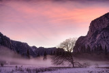 _DSC2225-27, HDR, Winter Oak at Dusk, Yosemite Falls Meadow, reduced.tif.jpg