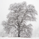 _DSC8177, Oak Tree in meadow below Yosemite Falls, reduced.jpg