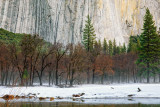 _DSC1611, Coyote hunting near El Capitan, reduced.jpg