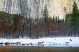 _DSC1617, Coyote near El Capitan, reduced.jpg