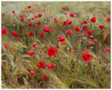 Poppies and Barley 4