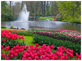 Keukenhof Gardens 1