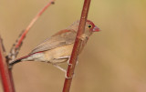 Red-billed Firefinch - Vuurvink
