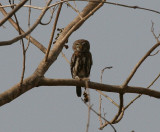 Pearl-spotted Owlet - Geparelde Dwerguil