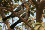 Western Grey Plaintain-eater - Grijze Bananeneter