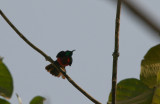 Scarlet-chested Sunbird - Roodborsthoningzuiger