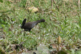 Black Crake - Zwart Porseleinhoen