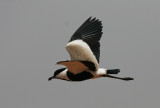 Spur-winged Lapwing - Sporenkievit