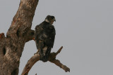 African Hawk-eagle - Afrikaanse Havikarend