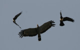 African Harrier Hawk with two Pied Crows - Kaalkopkiekendief met 2 Schildraven