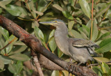 Striated Heron - Mangrovereiger