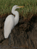 Great Egret - Grote Zilverreiger