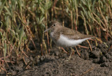 Common Sandpiper - Oeverloper