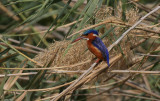 Malachite Kingfisher- Malachiet IJsvogel