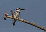 Pied Kingfisher - Bonte IJsvogel
