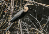African Darter - Slangenhalsvogel