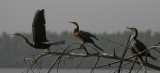 Two African Darter and a White-breasted Cormorant - Twee Slangenhalsvogel en een Afrikaanse Aalscholver