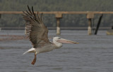 Pink-backed Pelican - Kleine Pelikaan