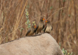 Yellow-billed Oxpecker - Geelsnavelossenpikker