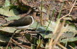 Greater Painted-snipe - Goudsnip