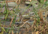 Greater Painted-snipe - Goudsnip